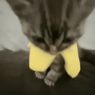 🤣 cat, kitten, pet, animal, cute, yellow whatsapp sticker