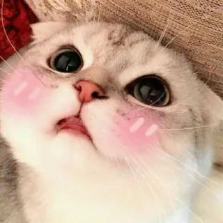 😳 cat, cute, animal, pet, kawaii, kitty, blush, domestic animal telegram sticker