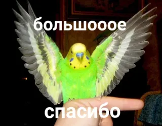 🙏 большое спасибо นก, นกแก้ว, ขอบคุณ, ปีก, สีเขียว, สีเหลือง telegram sticker