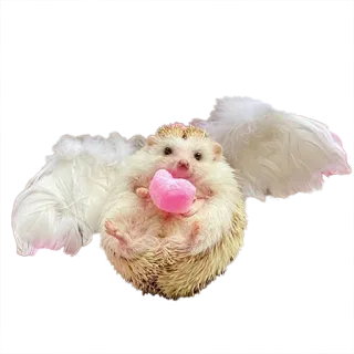 😇 hedgehog, wings, angel, cute, animal, heart, kawaii telegram sticker