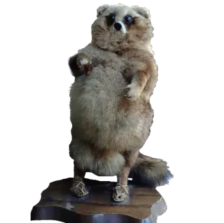 🐻 raton laveur, taxidermie, animal, peluche whatsapp sticker