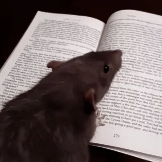🐁 rata, libro, leyendo, animal, roedor, mascota whatsapp sticker
