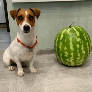 🍉 dog, watermelon, pet, animal, fruit telegram sticker