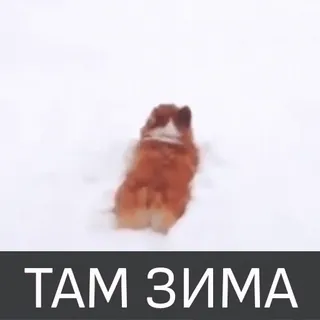 🥶 ТАМ ЗИМА cane, neve, inverno telegram sticker