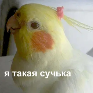 😏 Я такая сучка ptak, nimfa, papuga, zwierzę, zwierzak, słodki telegram sticker