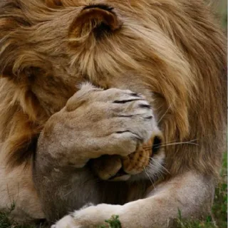 😞 leone, animale, gatto, fauna selvatica, predatore, re, mammifero telegram sticker