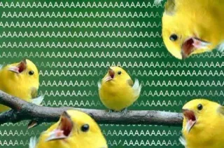 😱 AAAAAAAAAAAAAAAAAAAAAAAAAAAAAAAAAAAAAAAAAAAAAAAAAAAAAAAAAAAAAAAAAAAAAAAAAAAAAAAAAAAAAAAAAAAAAAAAAAAAAAAAAAAAAAAAAAAAAAAAAAAAAAAAAAAAAAAAAAAAAAAAAAAAAAAAAAAAAAAAAAAAAAAAAAAAAAAAAAAAAAAAAAAAAAAAAAAAAAAAAAAAAAAAAAAAAAAAAAAAAAAAAAAAAAAAAAAAAAAAAAAAAAAA birds, yellow, canary, meme, screaming, animal, funny whatsapp sticker
