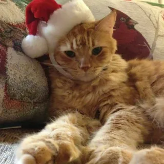 🤩 cat, Christmas, hat, pet, animal, holiday telegram sticker