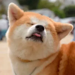 🤪 dog, Akita, animal, tongue, cute, funny telegram sticker