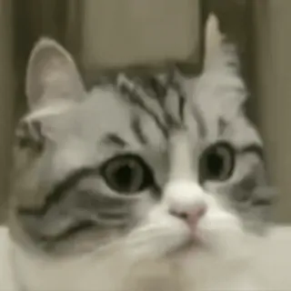 😳 고양이, 동물, 귀여운, 애완 동물, 가축 telegram sticker