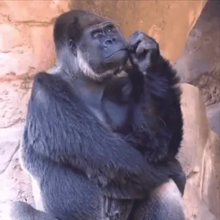 😀 gorila, animal, primata, mamífero, macaco, vida selvagem, zoológico whatsapp sticker