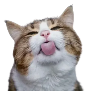 🤤 gato, animal, língua, fofo, animal de estimação, gatinho telegram sticker