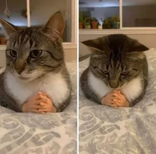 🐱 Katze, Tier, Hände, lustig, Meme, getigert whatsapp sticker