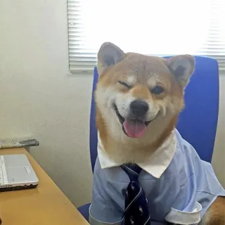 😉 chien, shiba inu, bureau, costume, cravate, clin d'oeil telegram sticker