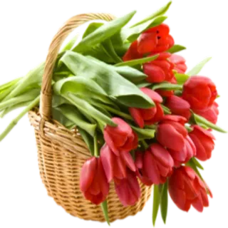 🌸 hoa, tulip, giỏ, bó hoa, đỏ, thiên nhiên, mùa xuân telegram sticker