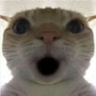 😮 kucing, meme, terkejut, lucu, terkejut, hewan, imut telegram sticker