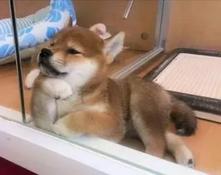 🤔 Hund, Shiba Inu, Welpe, süß, Tier, Haustier telegram sticker