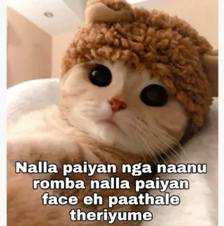 😂 Nalla paiyan nga naanu
romba nalla paiyan
face eh paathale theriyume gato, fofo, texto, chapéu, animal telegram sticker