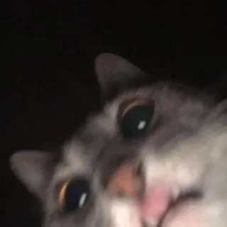 😨 gatto, animale, animale domestico, gatto domestico, carino, divertente telegram sticker