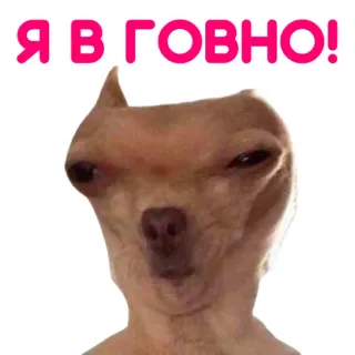 🍺 Я В ГОВНО! dog, chihuahua, russian, funny, meme telegram sticker