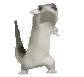 💃 danse, animal, chat telegram sticker