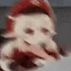 🐱