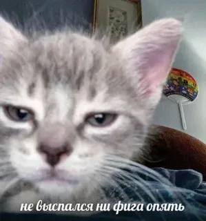 🫤 не выспался ни фига опять Katze, Meme, lustig, schläfrig, Tier, russischer Text telegram sticker