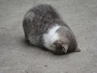 🍥 gato, animal, felino, animal doméstico, animal de estimação telegram sticker