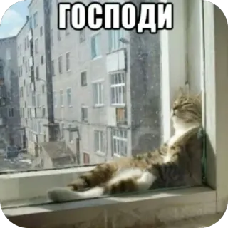 🪟 ГОСПОДИ gato, janela, banhos de sol, apartamento, russo, relaxado, espreguiçando telegram sticker