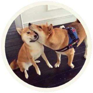 😠 perros, shiba inu, perro, animales, lindo, mascota telegram sticker