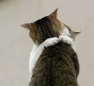 ❤ Katze, Tiere, Umarmung, Freundschaft, süß, Liebe telegram sticker