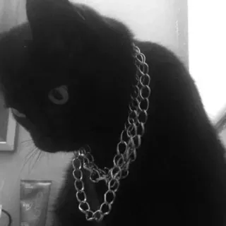 🐱 Katze, schwarze Katze, Haustier, Tier, Kette, Halskette, süß, Haustier whatsapp sticker