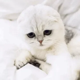 🐱 kucing, anak kucing, lucu, hewan peliharaan, binatang, putih, berbulu telegram sticker