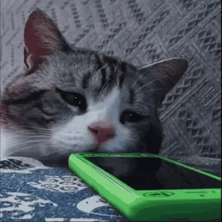 😢 Katze, Handy, Tier, Haustier, süß, Haustier, faul, schläfrig whatsapp sticker
