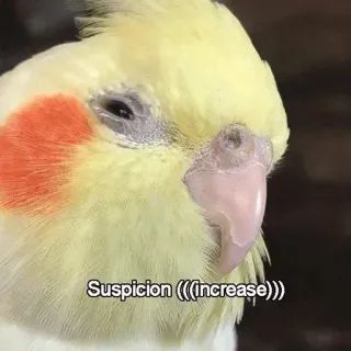 🤔 Suspicion (((Increase))) sospetto, uccello, calopsitta, meme, aumento, parrocchetto telegram sticker