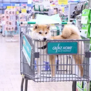 😳 CAINZ HOME DO IT YOURSELF chien, panier d'achat, Cainz Home, animal de compagnie, shiba inu, vente au détail, shopping, animal telegram sticker