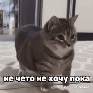 ❌ не чето не хочу пока chat, animal, animal de compagnie, drôle, mème whatsapp sticker