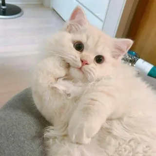 😉 Katze, niedlich, Tier, Haustier, flauschig, weiß telegram sticker