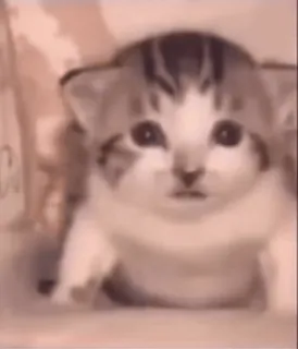 🥲 Kätzchen, Katze, Tier, süß, Haustier, Katzenartig whatsapp sticker