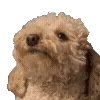 🐶