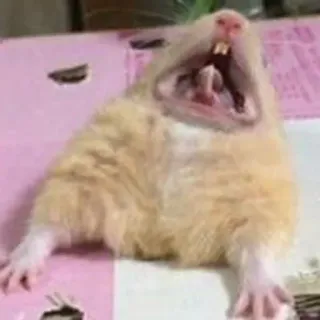 😫 hamster, bâillement, mignon, animal, rongeur, drôle telegram sticker