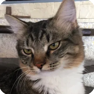 🙄 gatto, animale domestico, animale, animale domestico, felino, tigrato telegram sticker