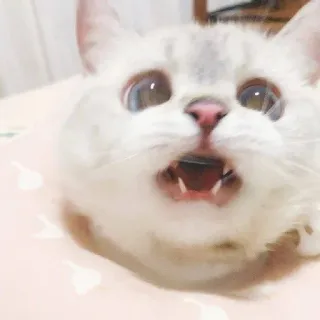 😲 chat, surpris, animal, animal de compagnie, drôle, mignon, chat domestique whatsapp sticker