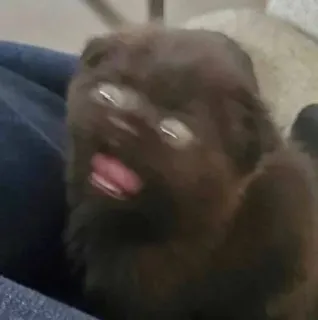 🤯 Hund, Welpe, Tier, Haustier, braun telegram sticker