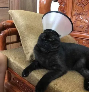 😼 cat, pet, black cat, animal, cone of shame, domestic animal telegram sticker