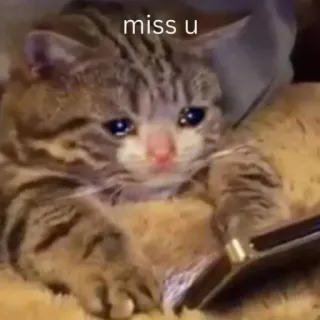 🤩 miss u chat, chaton, triste, tu me manques, animal, mème whatsapp sticker