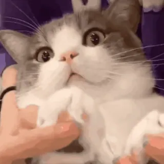 🤗 kat, kitten, schattig, huisdier, dier, tam, grappig telegram sticker