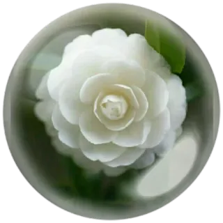 😊 Blume, weiße Blume, Kamelie, Pflanze, Blumenmuster, Blüte whatsapp sticker