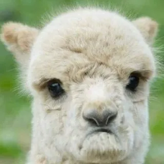 😏 lama, alpaka, zwierzę, słodki, portret telegram sticker