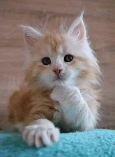 🌙 猫, 小猫, 可爱, 橘色, 宠物, 动物, 猫科, 哺乳动物 telegram sticker
